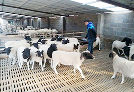 不銹鋼料槽 不銹鋼料槽